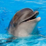 Tony Rei's Magic Dolphin Show