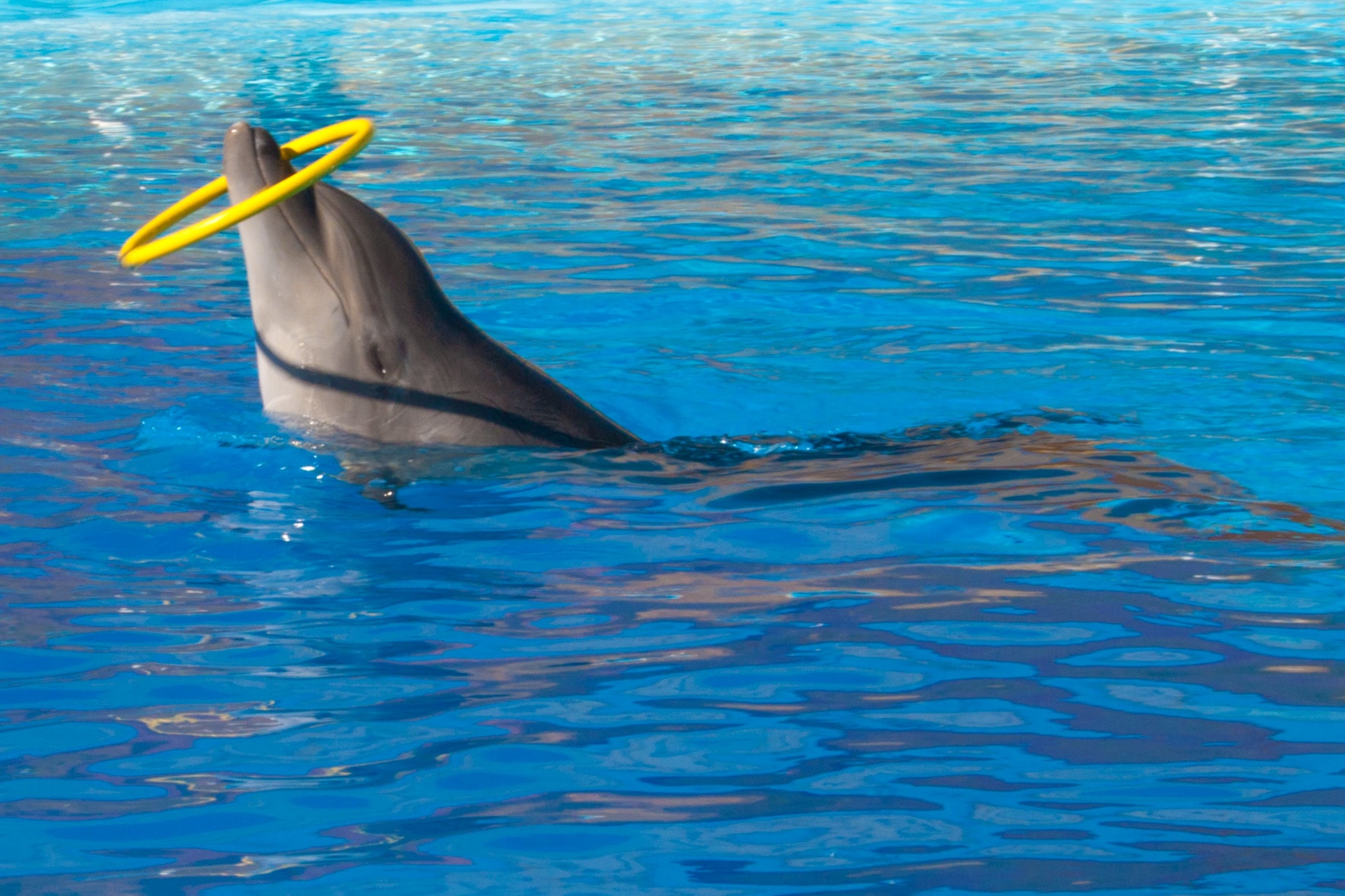 Tony Reis Magic Dolphin Show 22