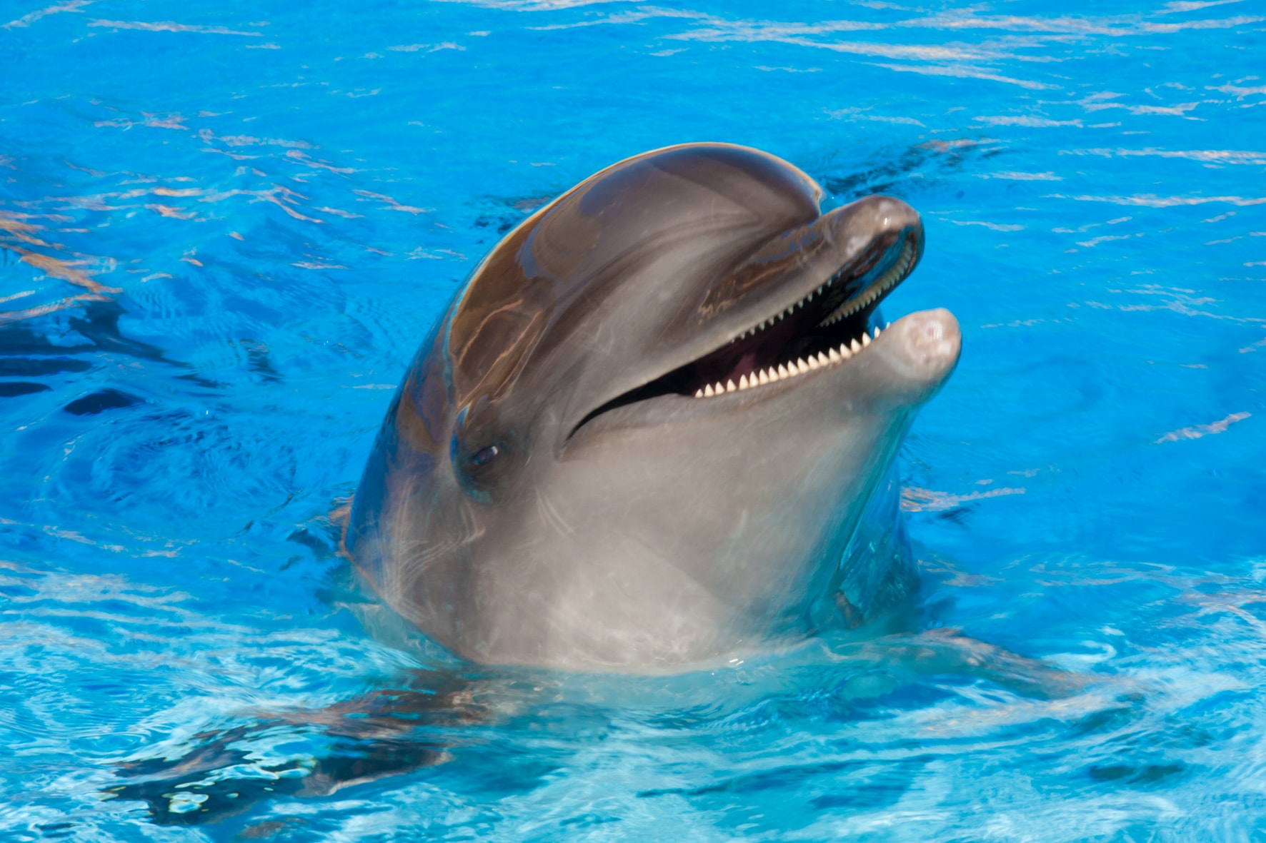 Tony Reis Magic Dolphin Show